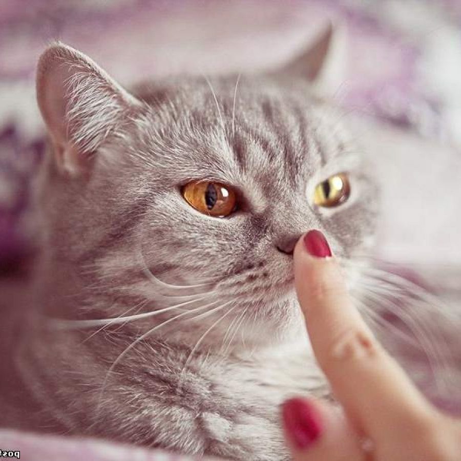 Картинки Яндекс