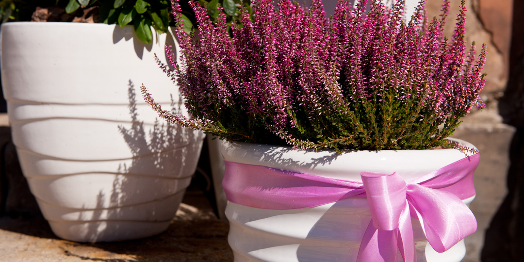 Что посадить в вазоны на даче: подборка 25+ идей, проверенных годами