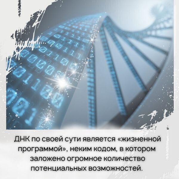 ДНК по сути является «жизненной программой», в которой заложено огромное количество возможностей 
