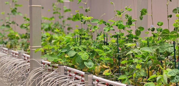    Российские ученые разработали программный комплекс для работы с большими данными о растениях