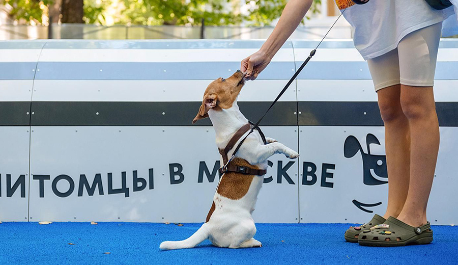    © Пресс-служба Мэра и Правительства Москвы 