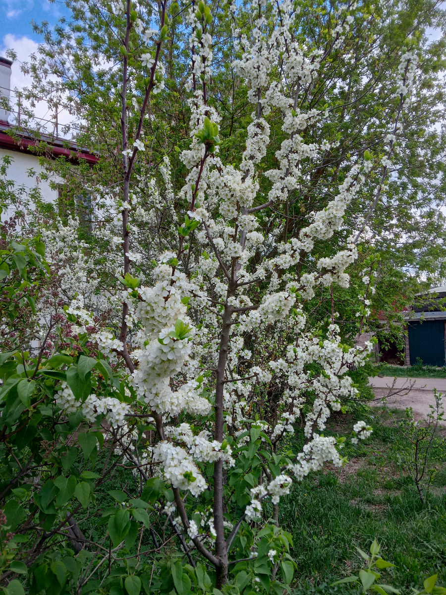 Фото автора.