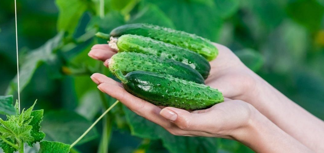 молодые огурчики