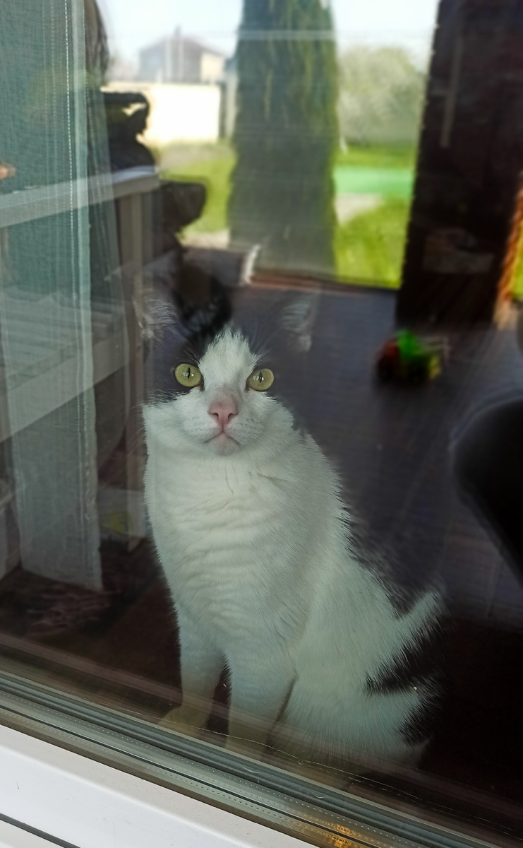 Драма-Квин местного кошачьего разлива. 