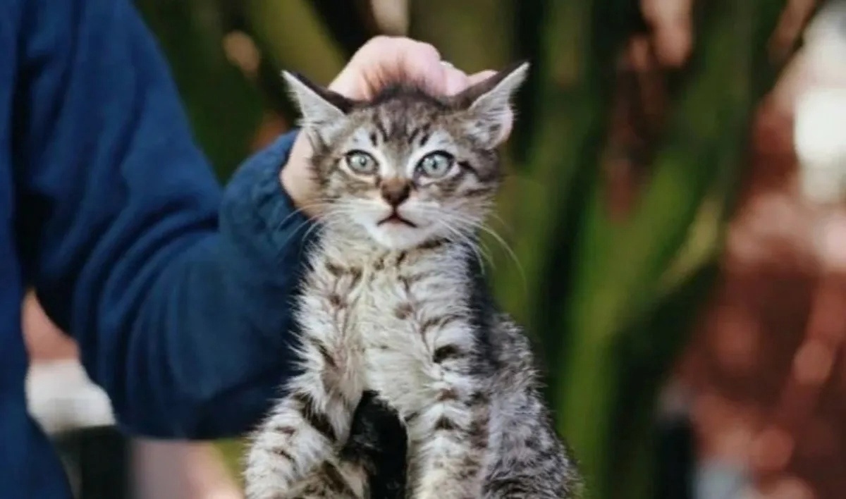 Картинки Яндекс