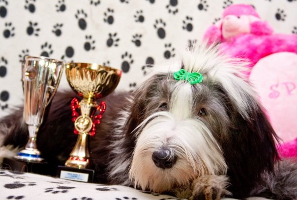 (c) Sandauri, bearded collie kennel