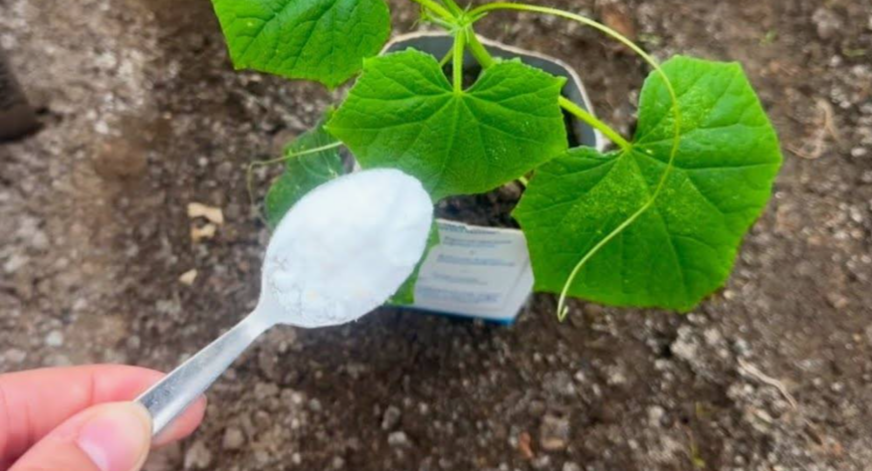 ложка крахмала в лунку к рассаде огурцов