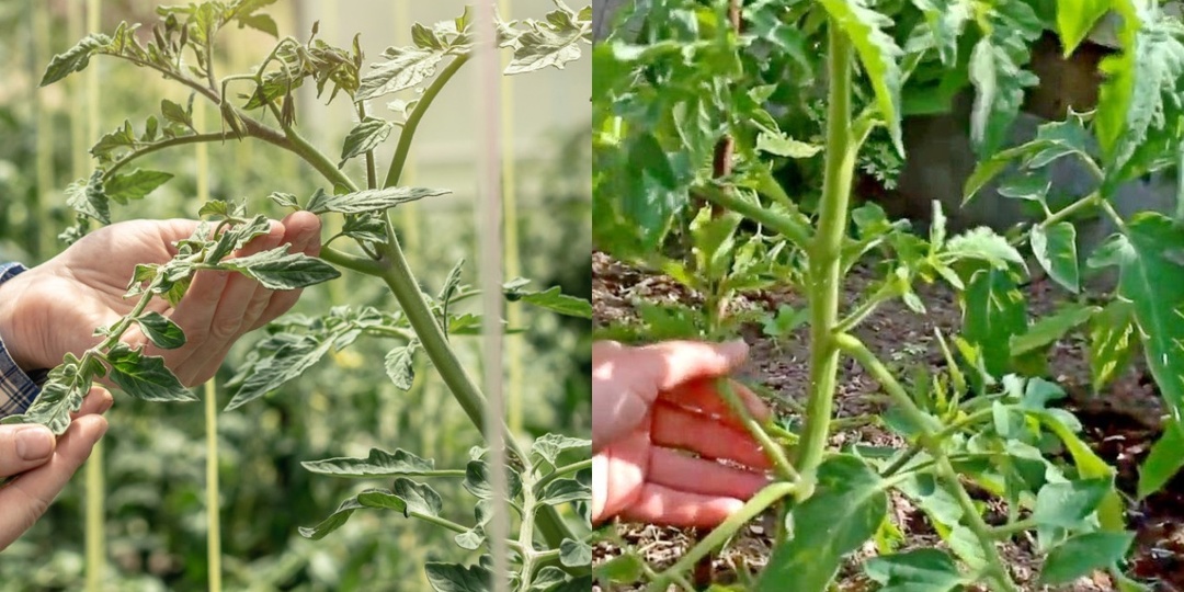 Практикую японское пасынкование томатов без потерь. 4 приема помогают собирать урожай на месяц дольше