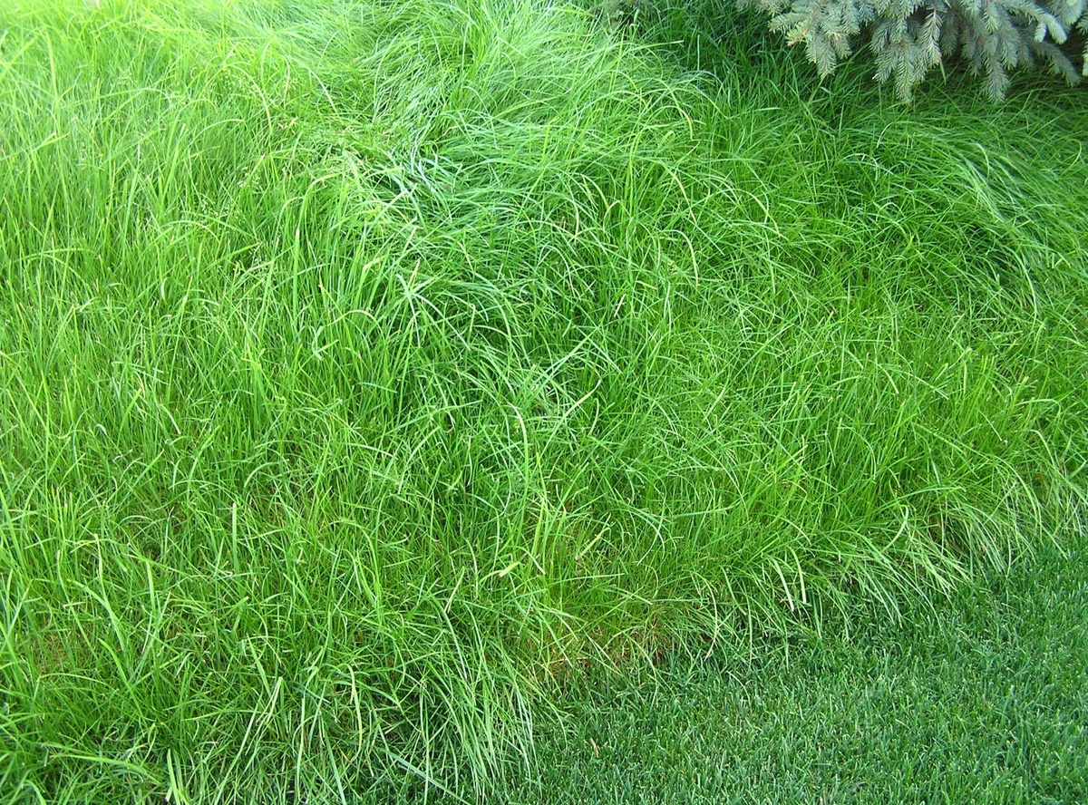 Овсяница красная газон во время стрижки