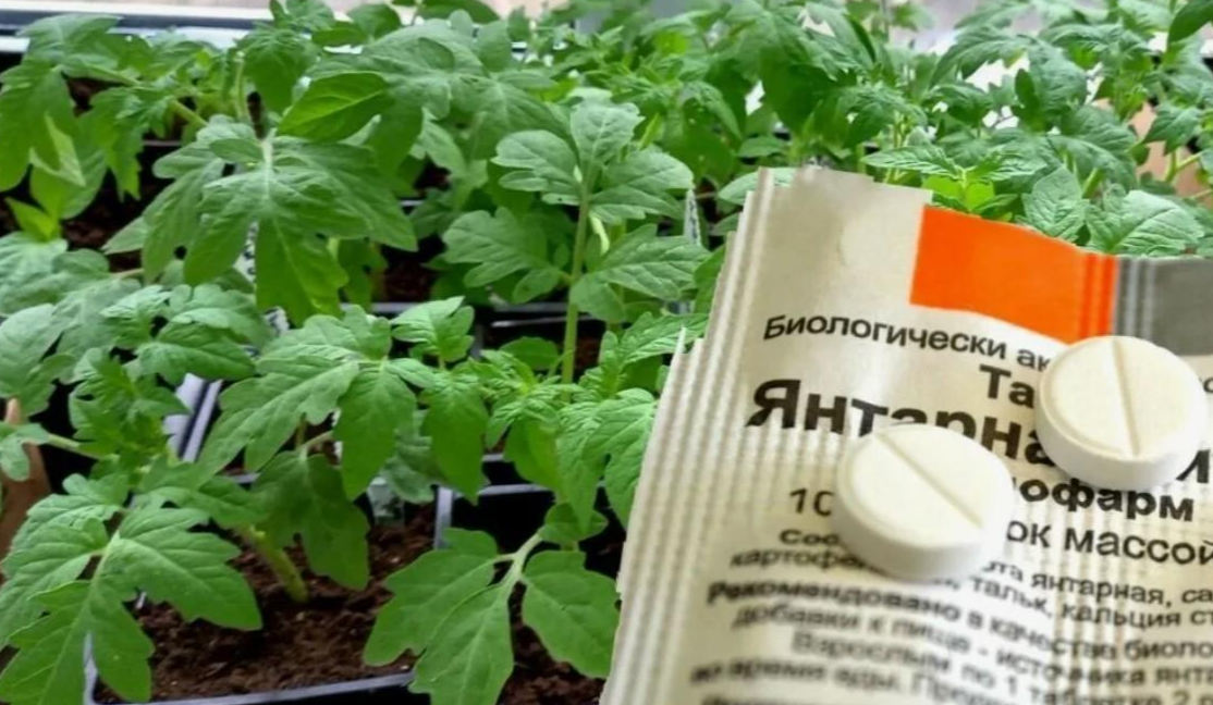 янтарная кислота