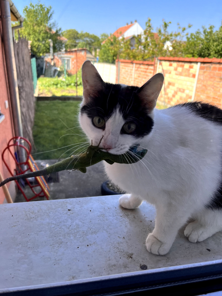 И снова охотница притащила подарочек хозяевам.