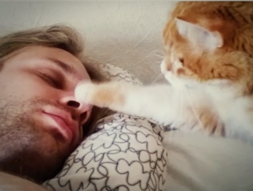 Зачем кошка трогает лицо человека лапой