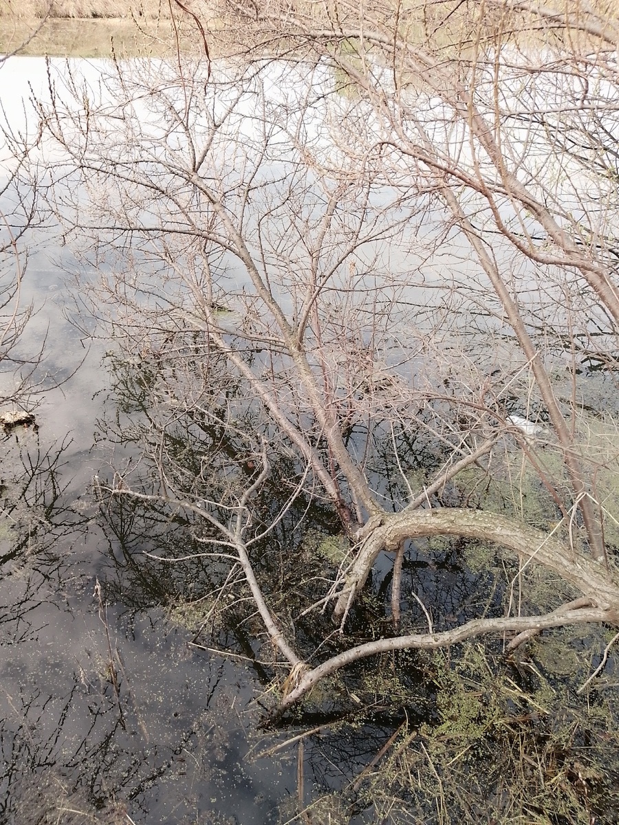 5 мая. Пруд возле моего участка