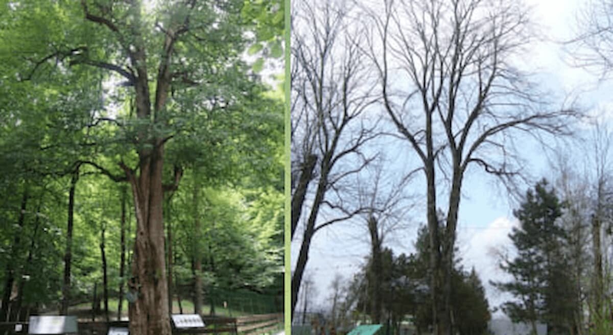    Фото rosdrevo.ru