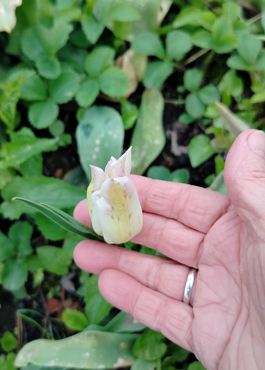 У поздних тюльпанов нет сил раскрыться. Они какие-то больные после ночных холодов