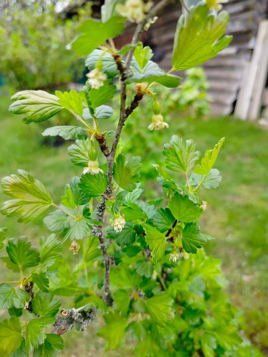 На крыжовнике завязей маловато