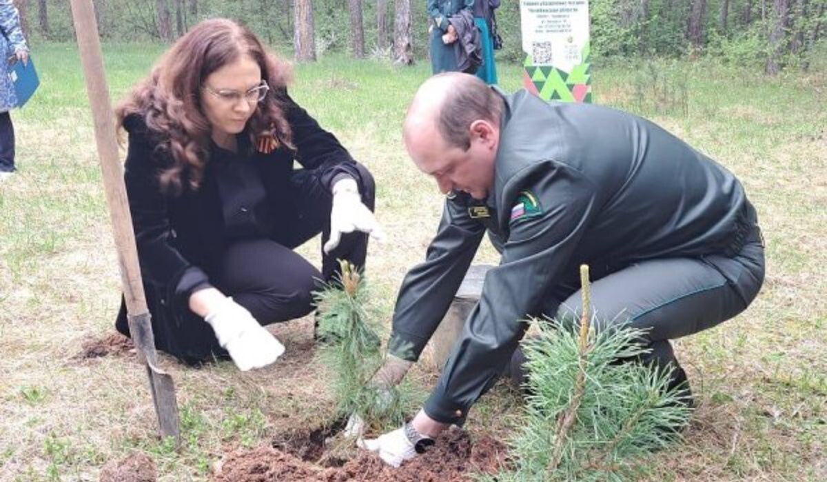     Посадка кедров на Аллее Доблести. Источник: pravmin.gov74.ru Автор фото: Правительство Челябинской области