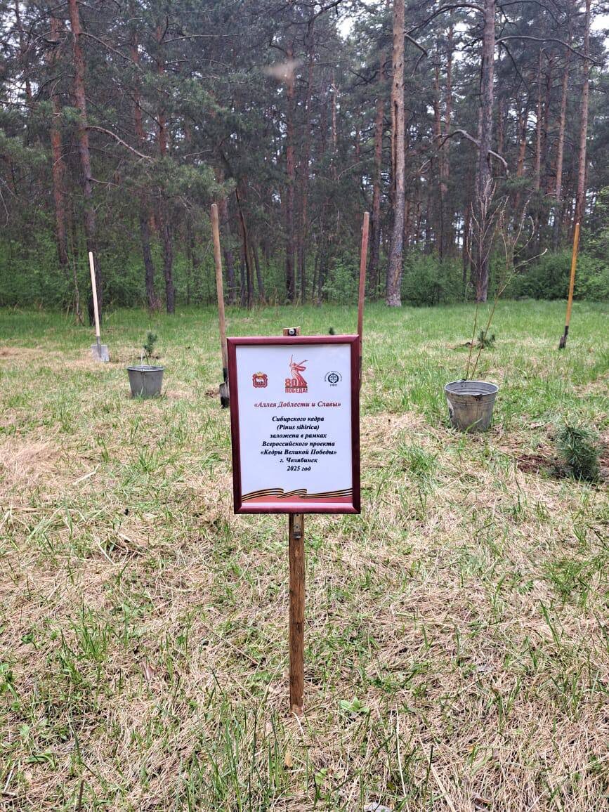    В Челябинске заложена Аллея Доблести и Славы из сибирского кедра