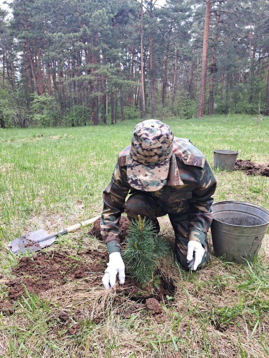    В Челябинске заложена Аллея Доблести и Славы из сибирского кедра