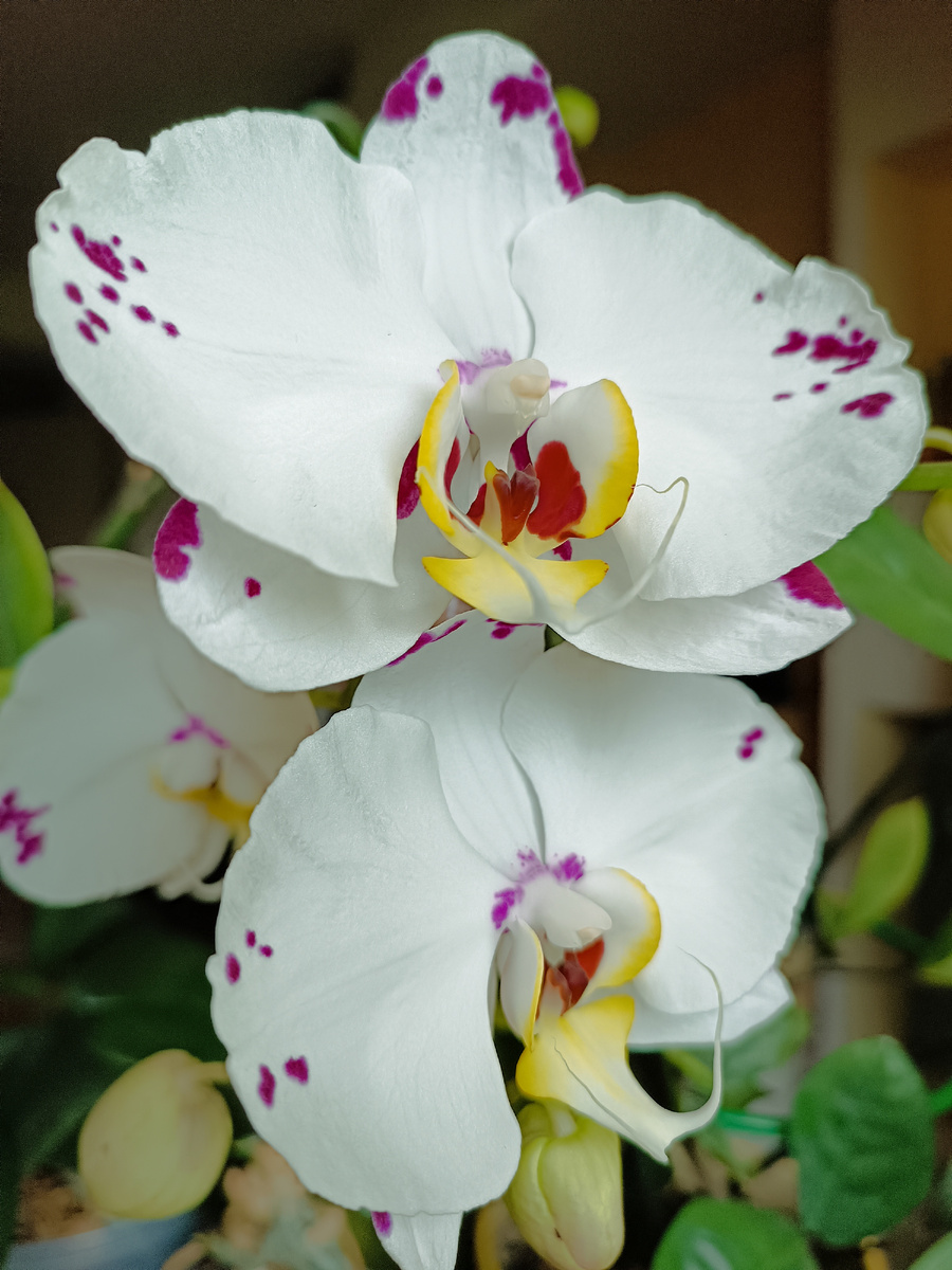 Фаленопсис Молния