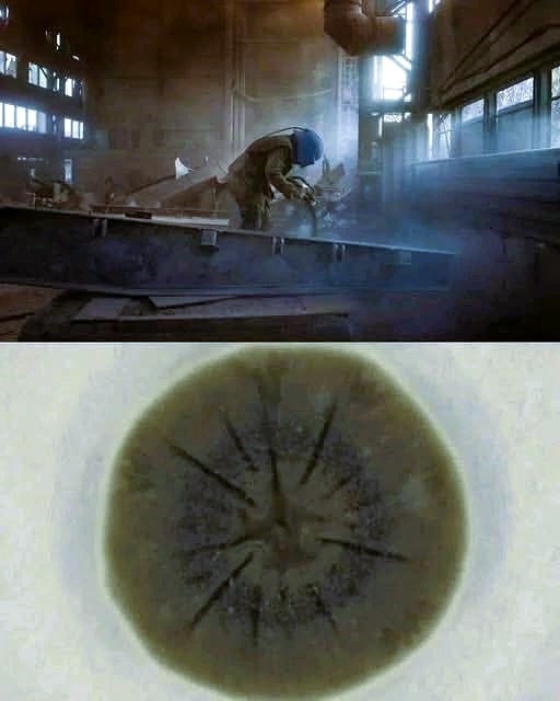 образец штамма плесени в районе реактора 