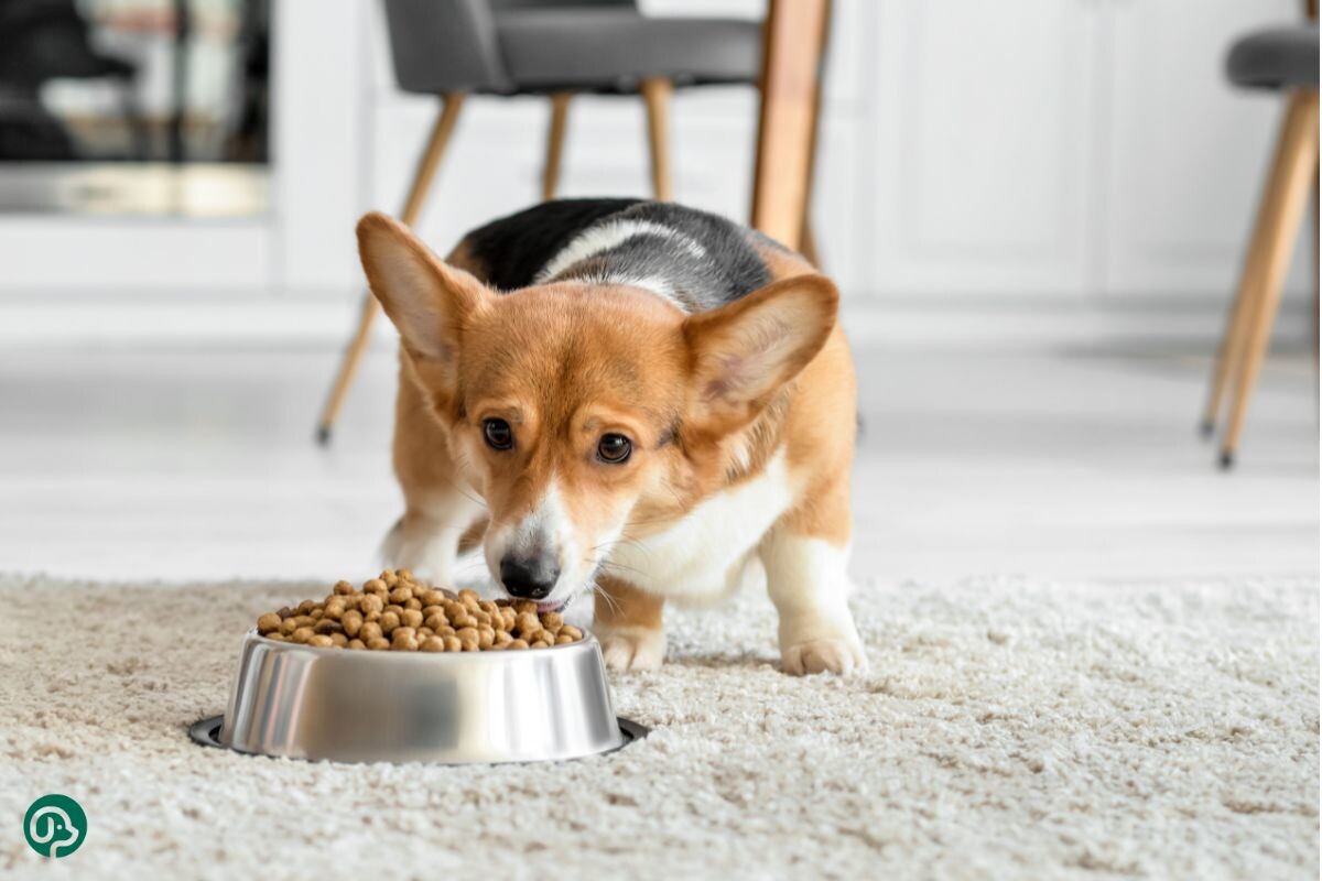 Собака ест сухой корм 