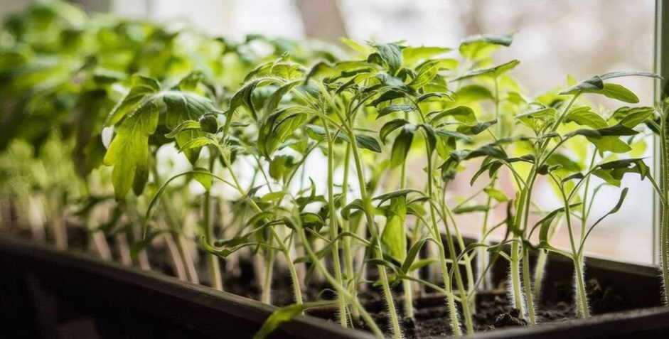 замирание рассады