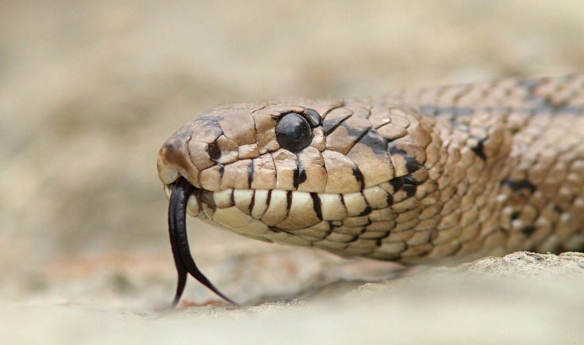 Змеиный яд может быть смертельным. Изображение предоставлено: CC BY-SA 4.0 Bouke ten Cate