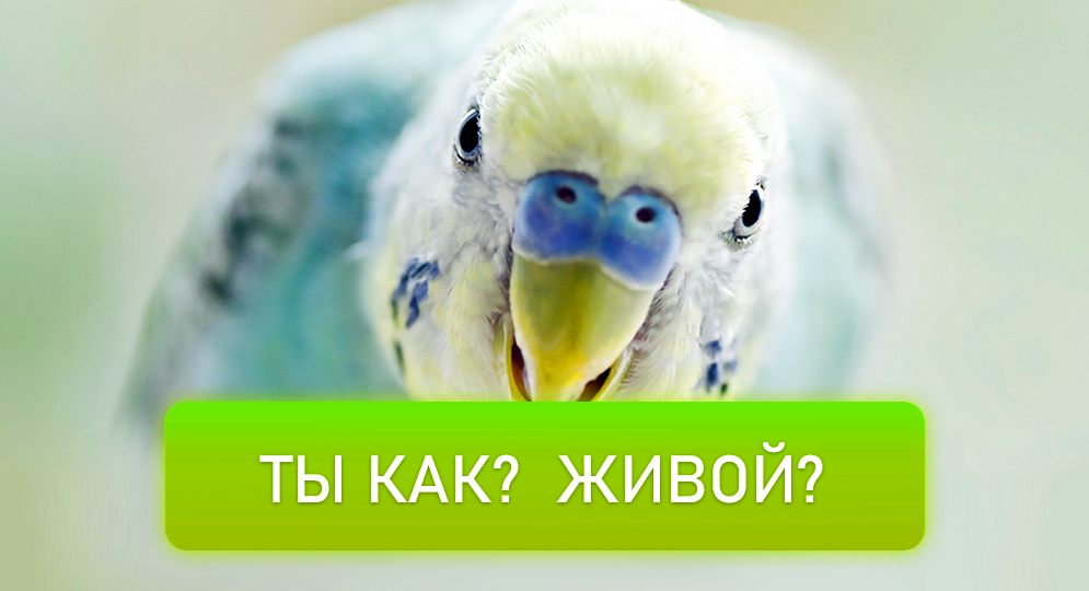Перья, пух и пыль: может ли ваш попугай вызвать аллергию? 🤧🦜