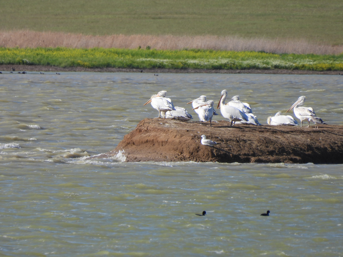 пеликаны на острове "подводная лодка". Отдыхают вместе в бакланами