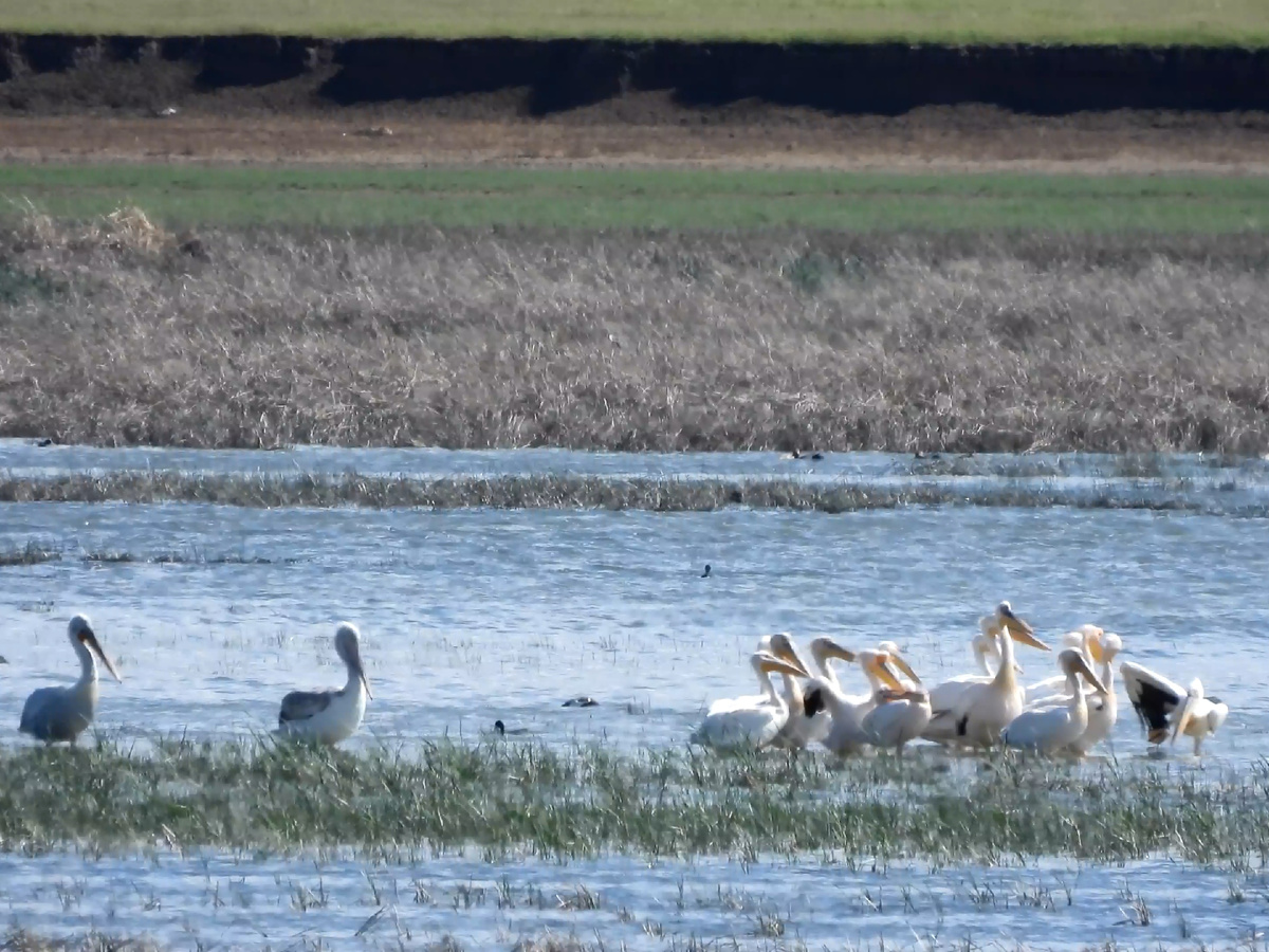 Слева, как я поняла, розовые пеликаны, справа- кудрявые пеликаны. Кудрявые пеликаны более компанейские ребята
