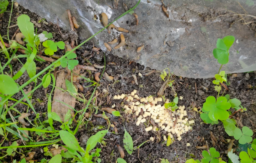 Они вернулись - как защитить сад от улиток без вреда для растений: советы от блогера Нины Коноваловой