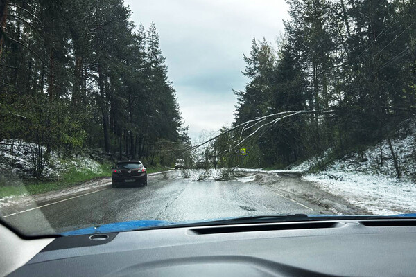 Поломанные в результате снегопада ветки деревьев на дороге, Московская область, 2 мая 2025 года / «Газета.Ru»  