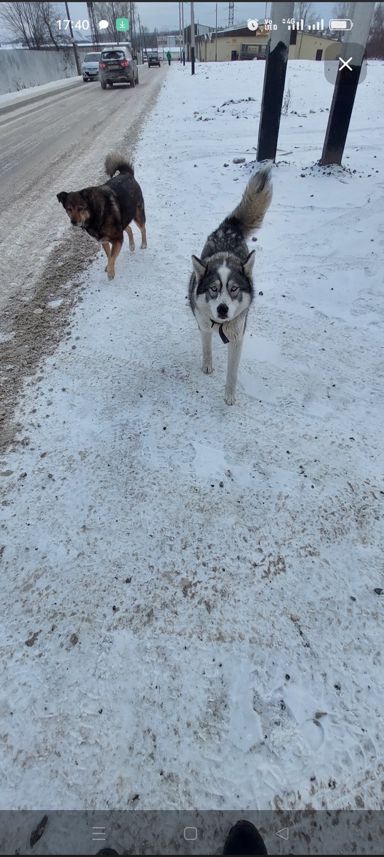 Тиша ведёт Хаску к моему дому 