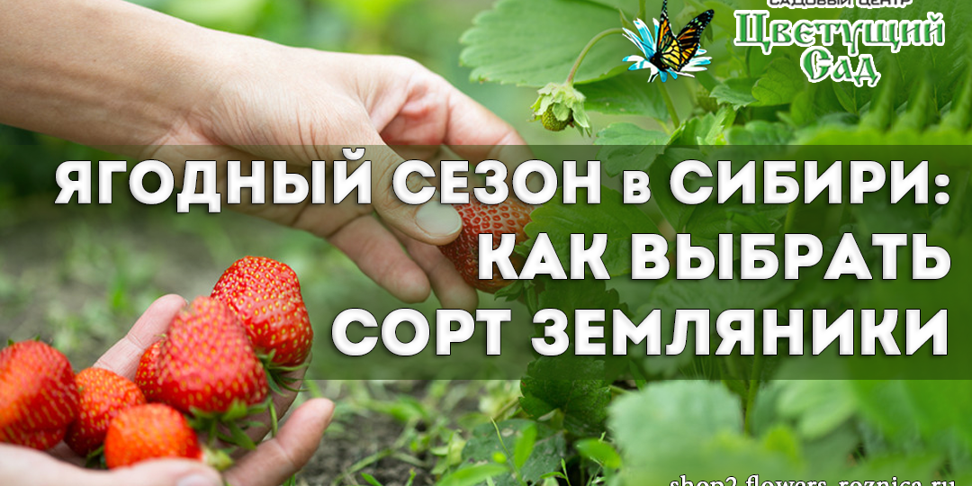 Ягодный сезон в Сибири: как выбрать сорт земляники