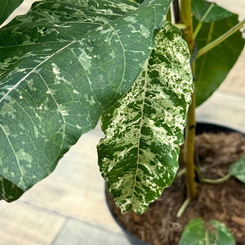 Привлекательный окрас листьев фикуса Аспера