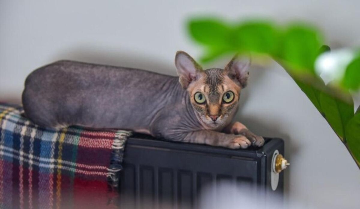     Кошка на батарее. Источник: m24.ru Автор фото: Антон Великжанин