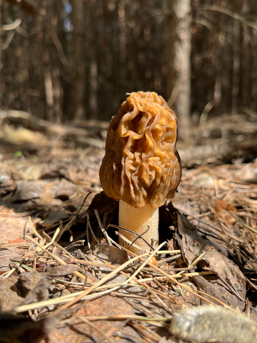 Сморчковые шапочки в основном растут достаточно чистенькими, разве что в складочках застрянет сухая травинка или хвоинка. 