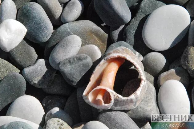 © Фото: Вера Ромашкина/ "Вестник Кавказа"