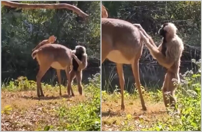    Дружба вопреки природе: гиббон решил причесать дикого оленя
