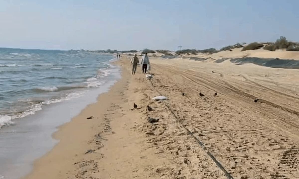    Фото t.me/maksanapskii