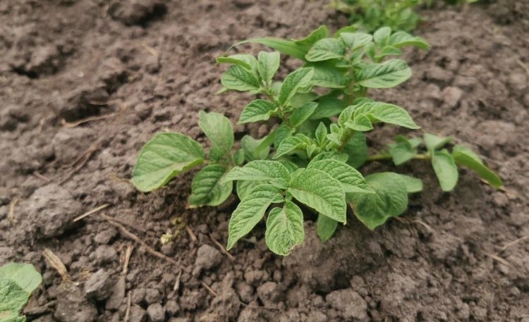    Что посадить с картофелем на скорую руку