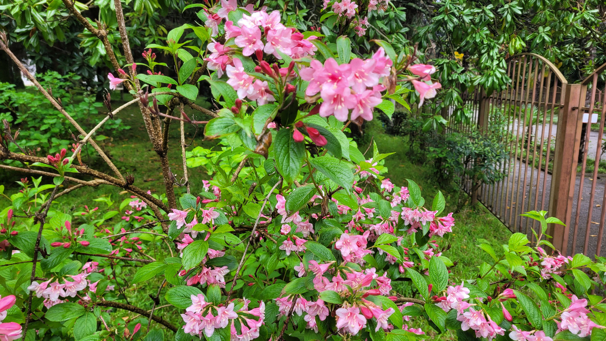 Расцвел куст на территории