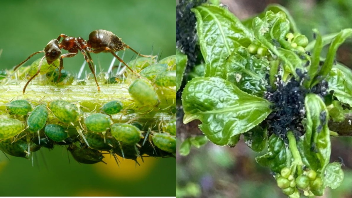Без защиты муравьи и тля способны погубить треть будущего урожая за две недели