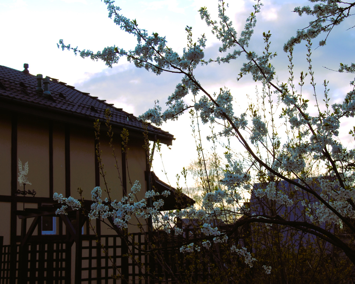 Цветение моего сада 2025 г