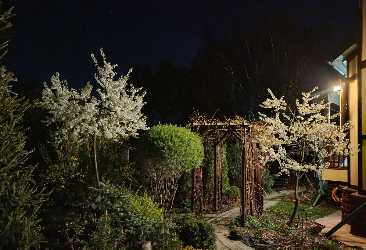 Терн в моем подмосковном саду весной 2025 г