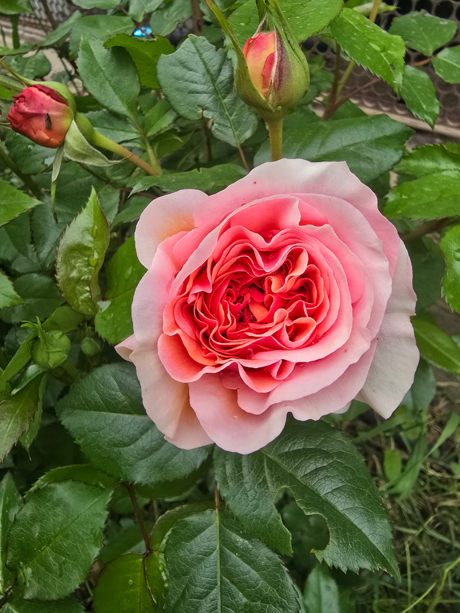 Моя роза зацвела. Фото автора