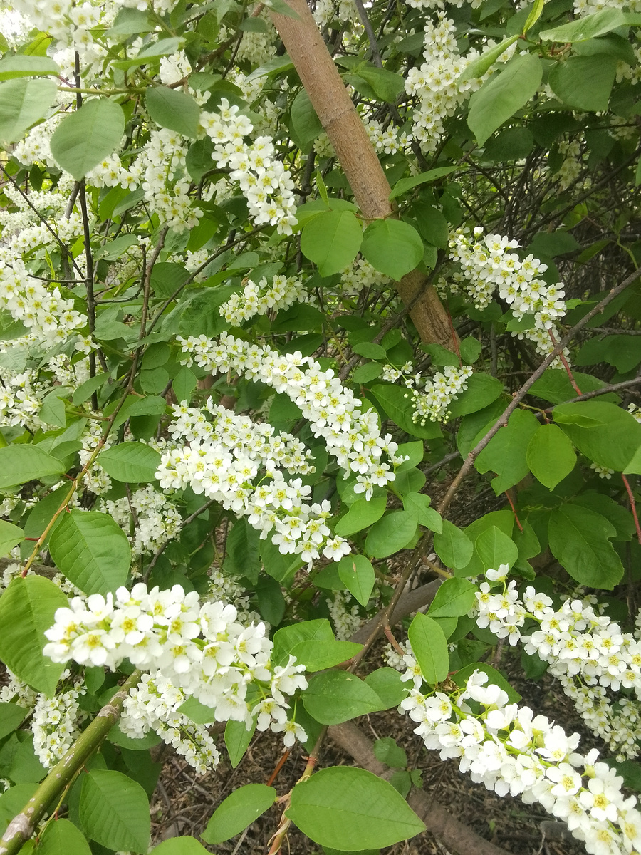 Наша черёмуха 