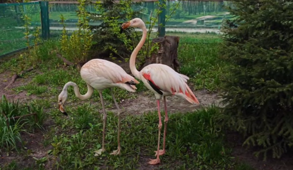    Фламинго в барнаульском зоопарке. Источник: Кадр из видео