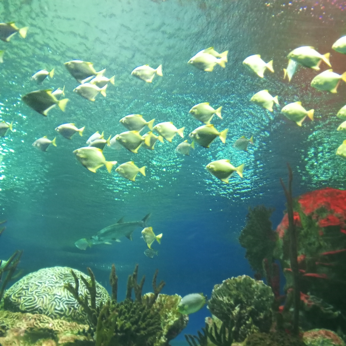 В Океанариуме. ТЦ Нептун, СПБ, ул. Марата, 86.